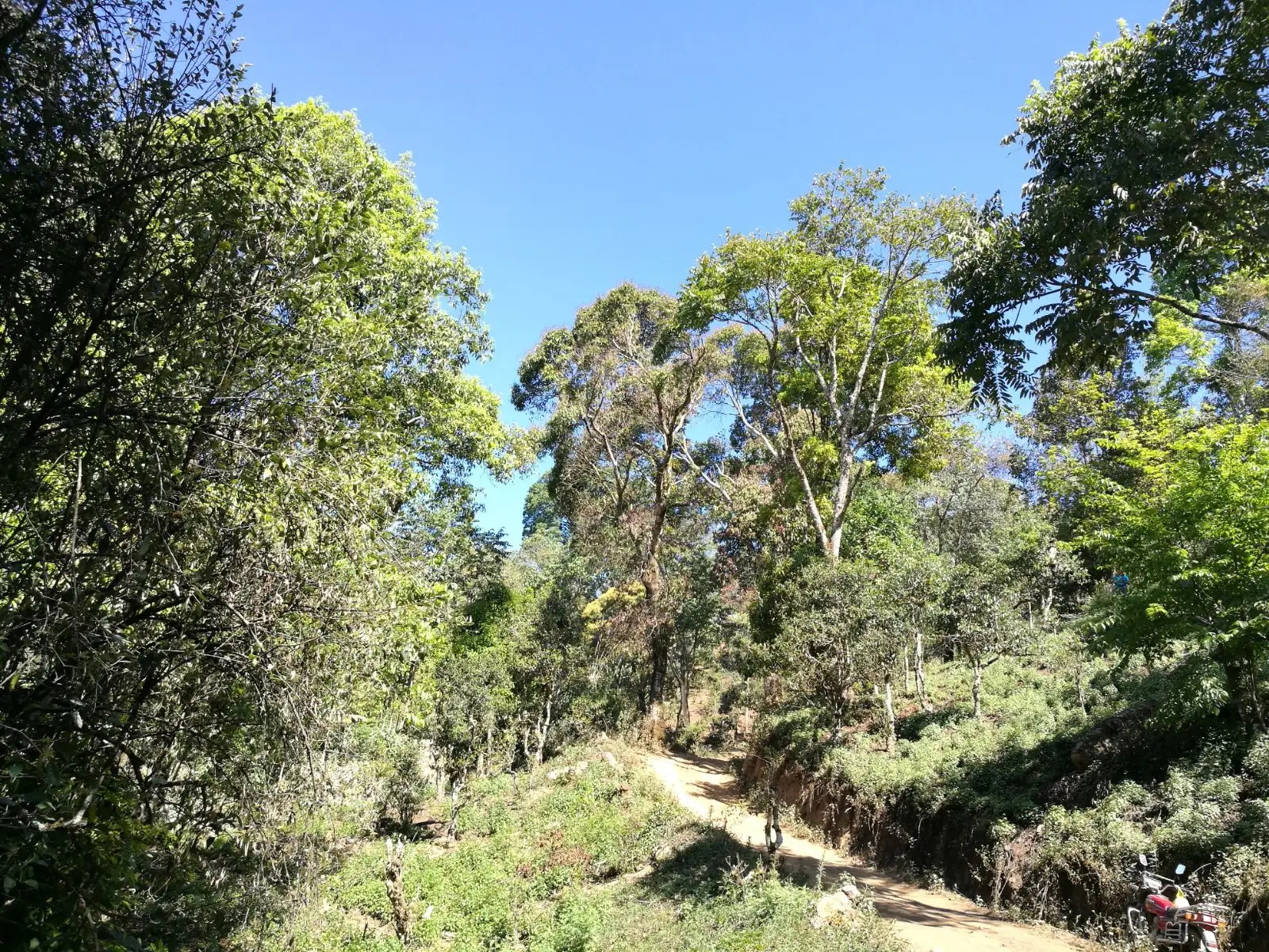 2023年保塘老寨古樹春茶口感是什么？