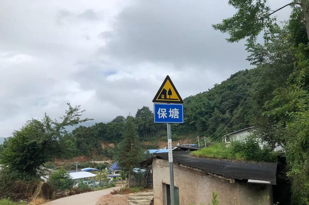 2023年保塘老寨古樹春茶特點是什么？