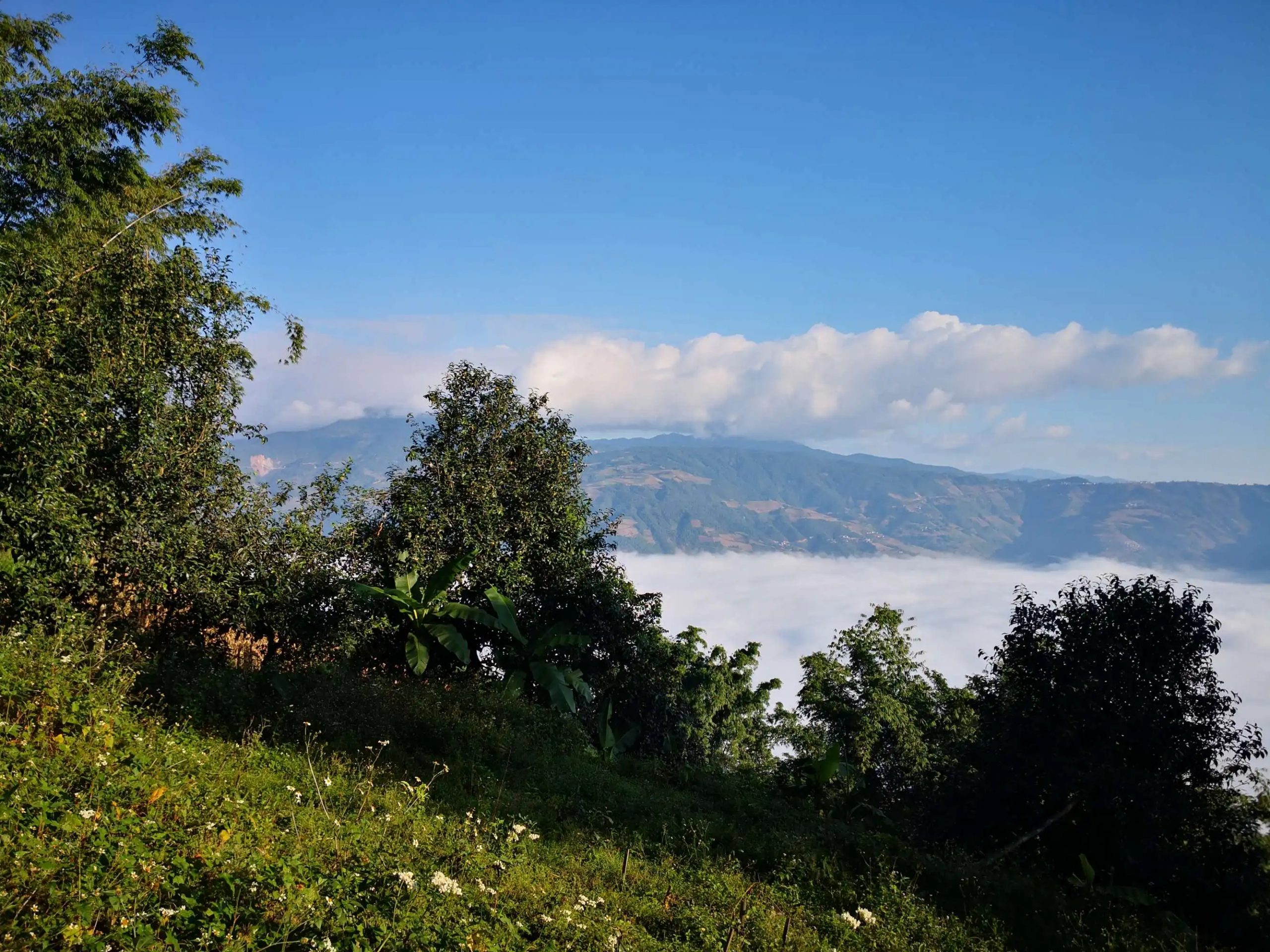 2023年邦崴古樹 春茶品質(zhì)如何？