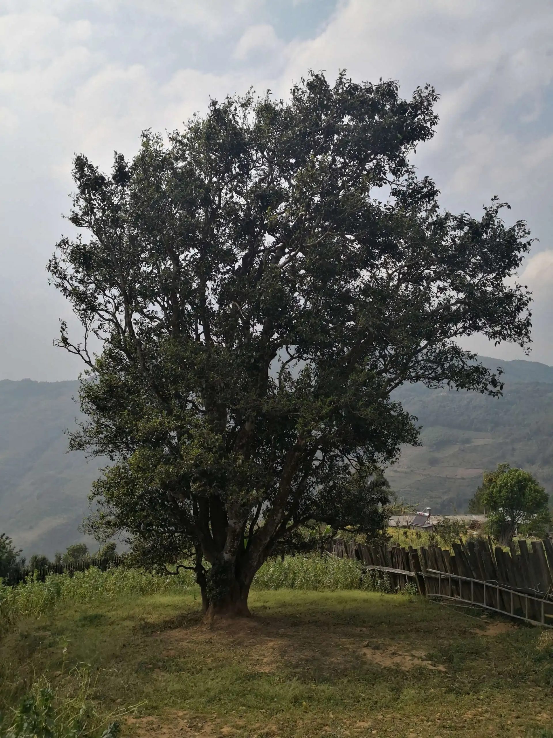 2023年邦崴古樹春茶口感怎么樣？