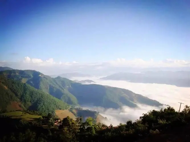 2023邦崴古樹春茶特點是什么？