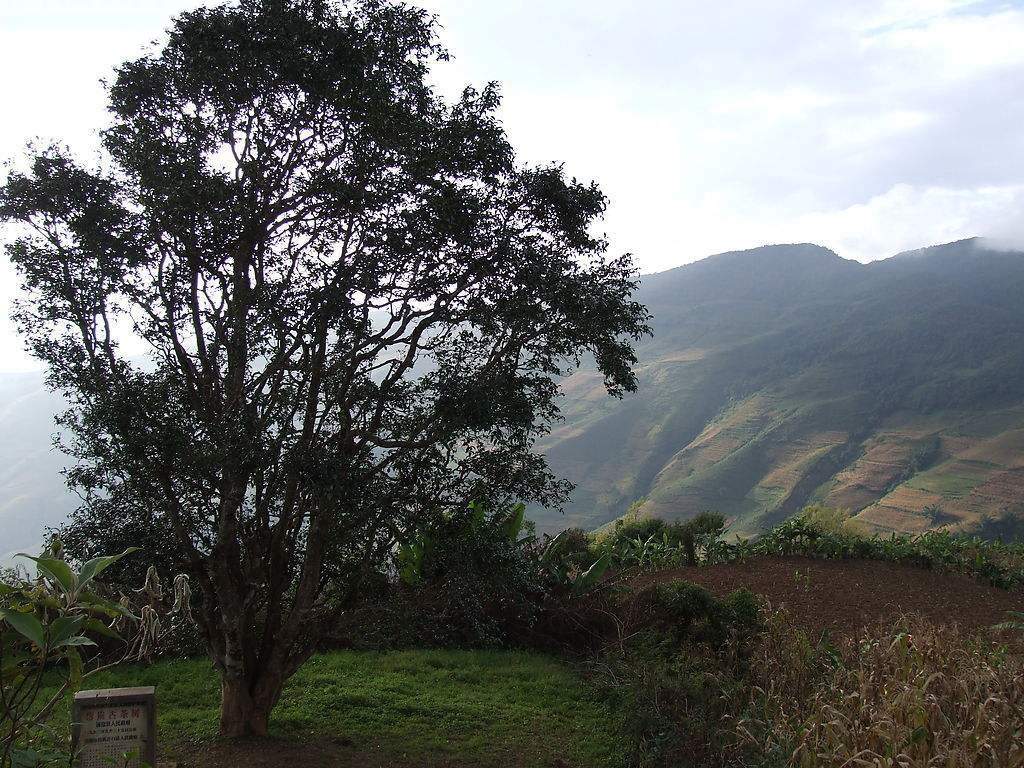 2023年邦崴古樹(shù)春茶多少錢(qián)一公斤？