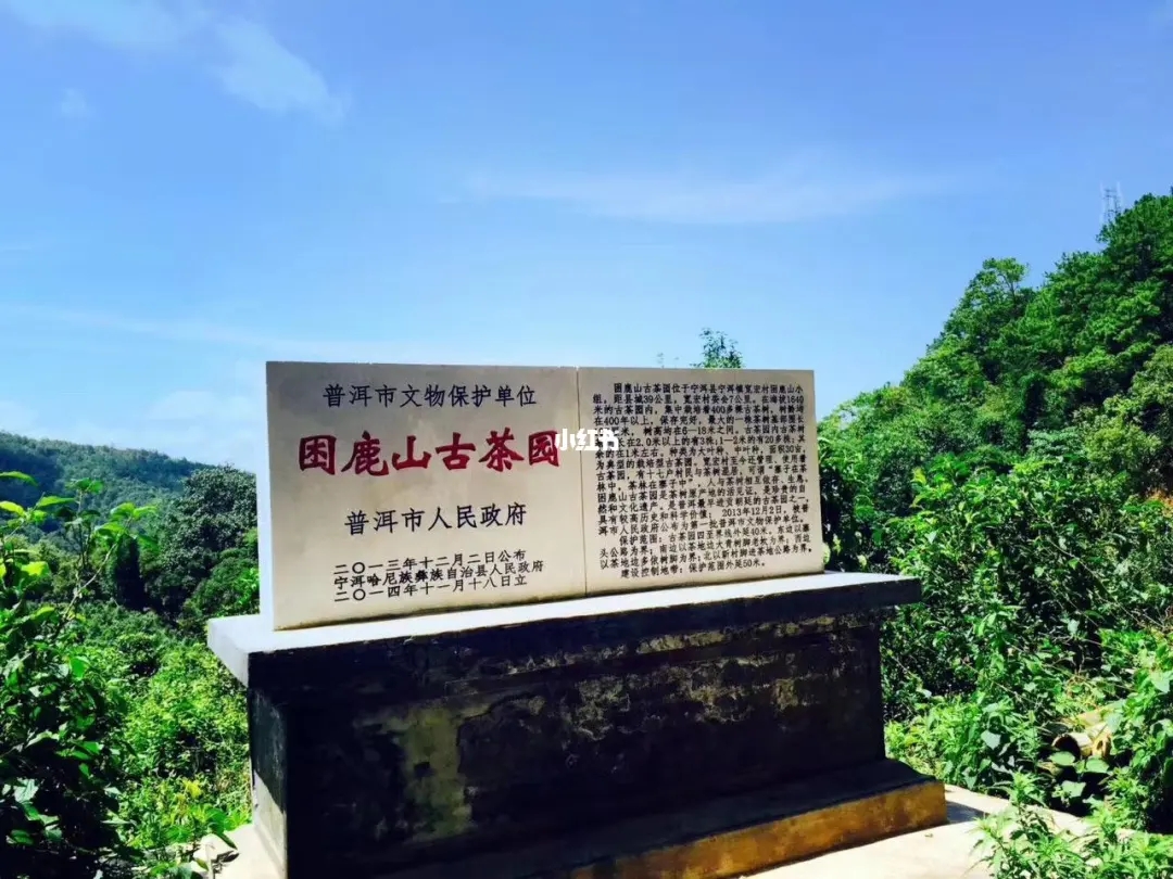 2023年困鹿山古樹春茶特點(diǎn)是什么？