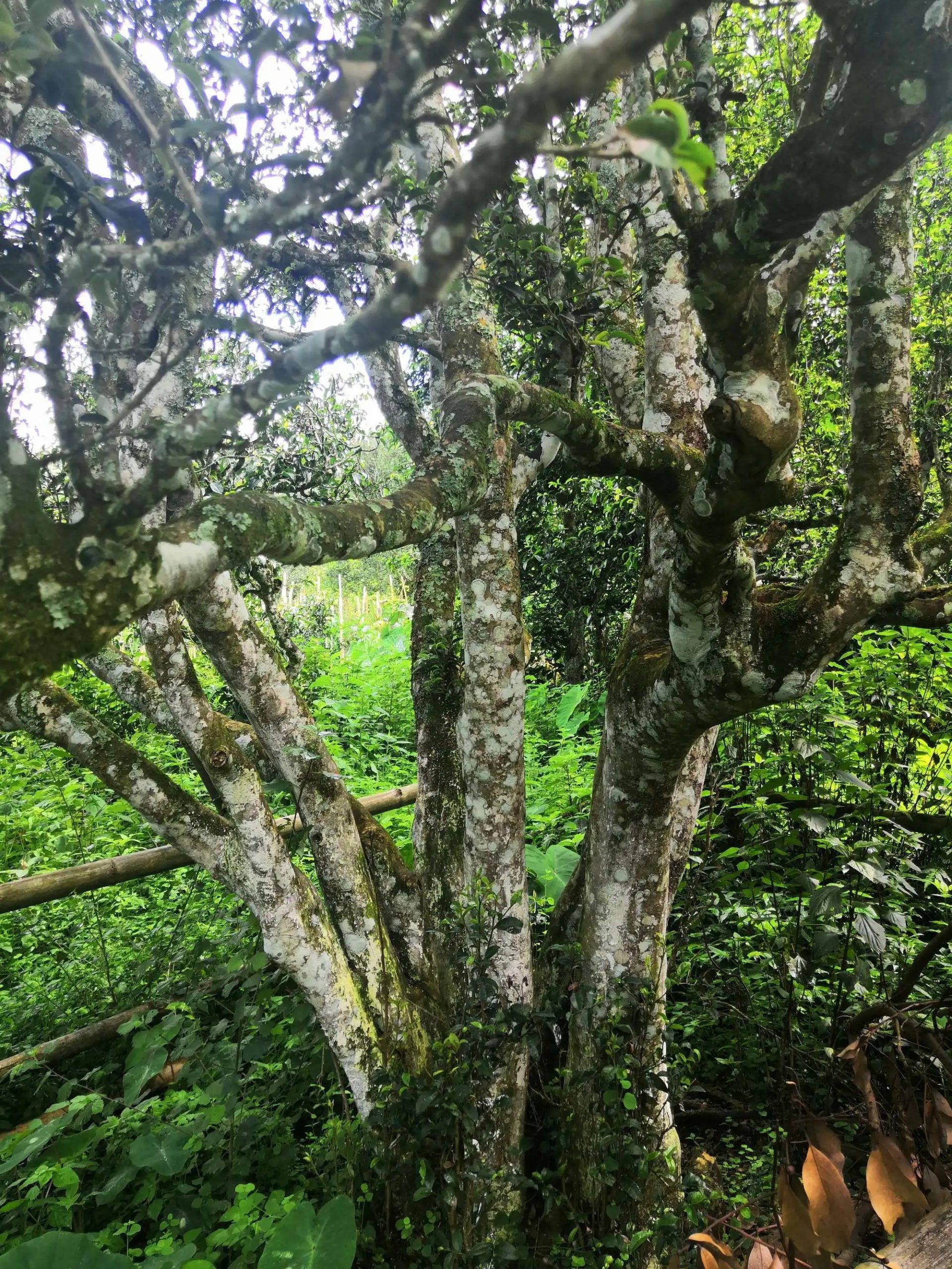 2023年困鹿山古樹春茶多少錢一公斤？