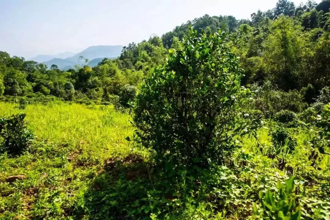 2023年迷帝古樹春茶特點(diǎn)是什么？