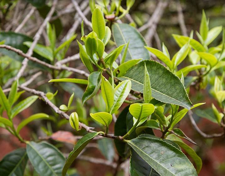 2023年苦竹山古樹春茶多少錢一公斤？