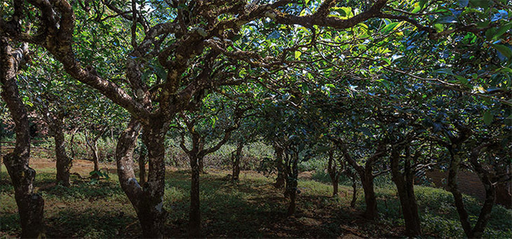 2023年小戶賽古樹春茶品質(zhì)怎么樣？