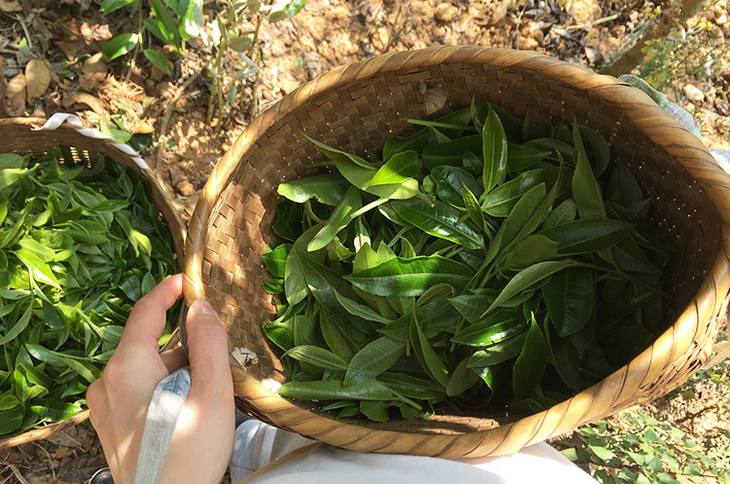 2023小戶賽古樹春茶價(jià)格是多少？