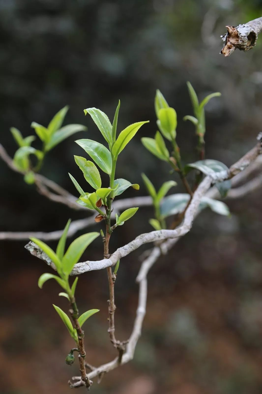 2023年昔歸古樹春茶特點是什么？
