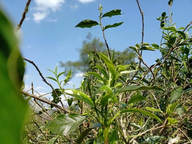 2023年昔歸古樹春茶價格是多少？