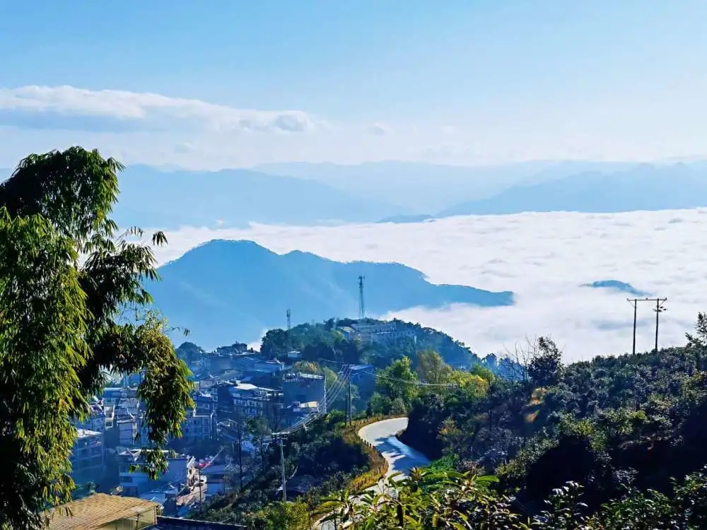 2023年邦東古樹春茶品質(zhì)如何？