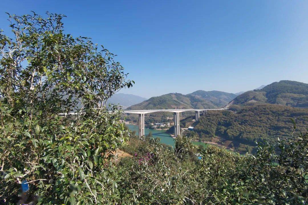 2023年邦東古樹春茶口感怎么樣？