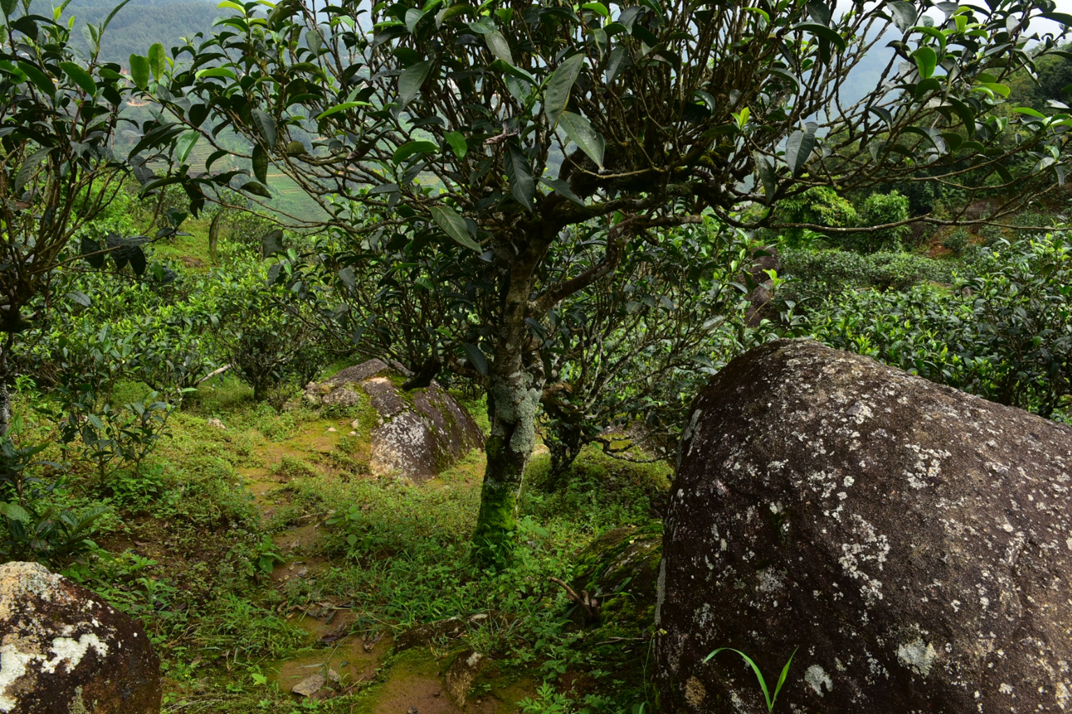 2023年邦東古樹春茶特點是什么？