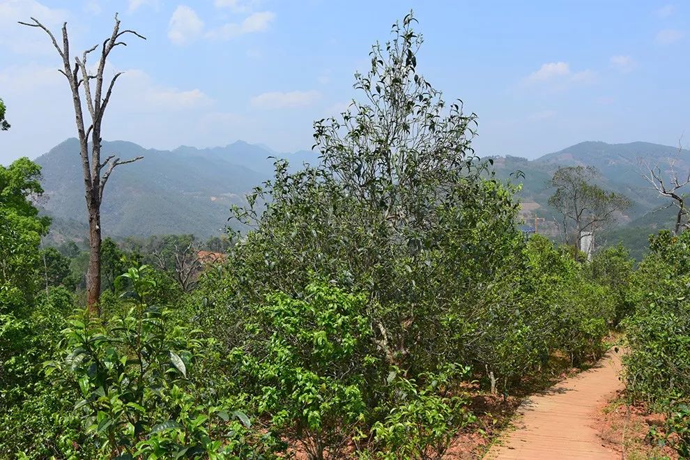 2023年邦東古樹春茶價格是多少？