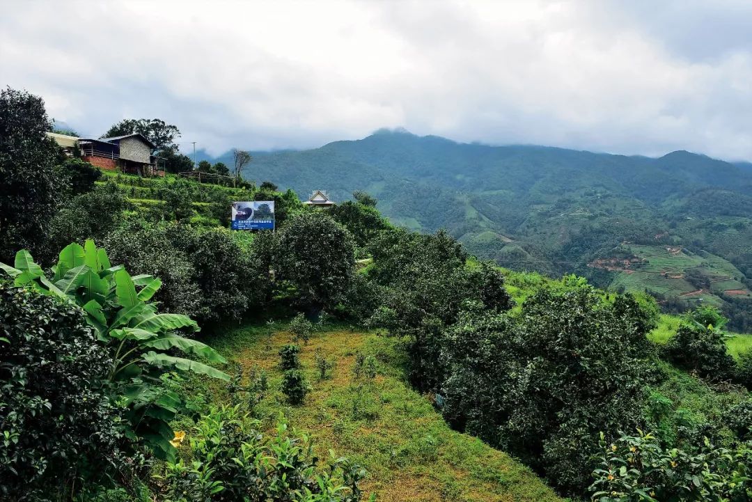 2023年邦東古樹春茶多少一公斤？