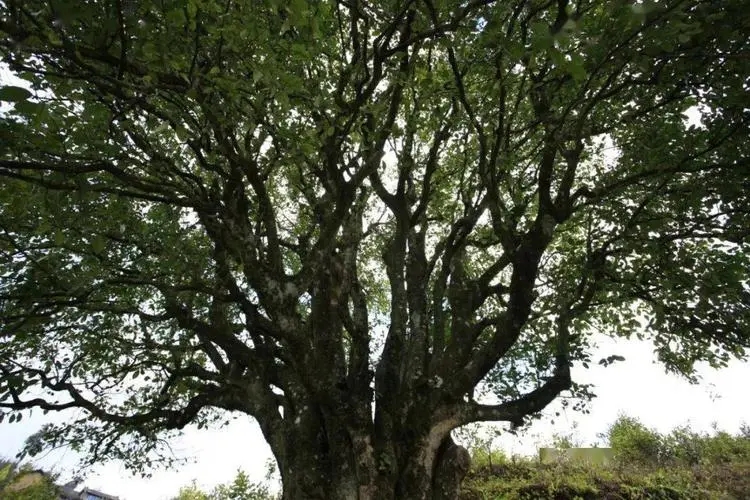 2023年香竹箐古樹春茶品質(zhì)怎么樣？