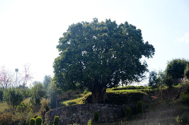 2023年香竹箐古樹(shù)春茶特點(diǎn)是什么？