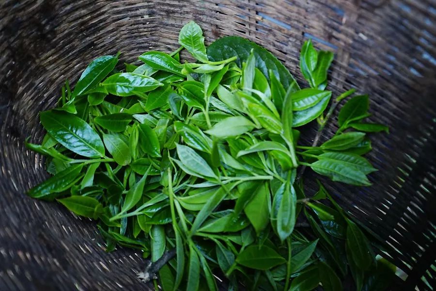 2023年香竹箐古樹春茶多少一公斤？