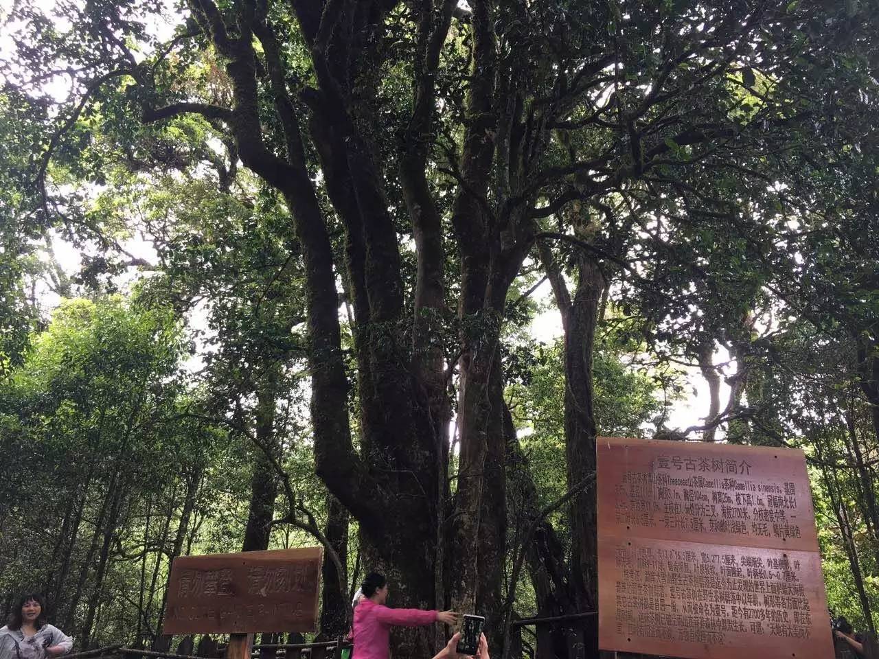 2023年大雪山古樹春茶品質(zhì)怎么樣？