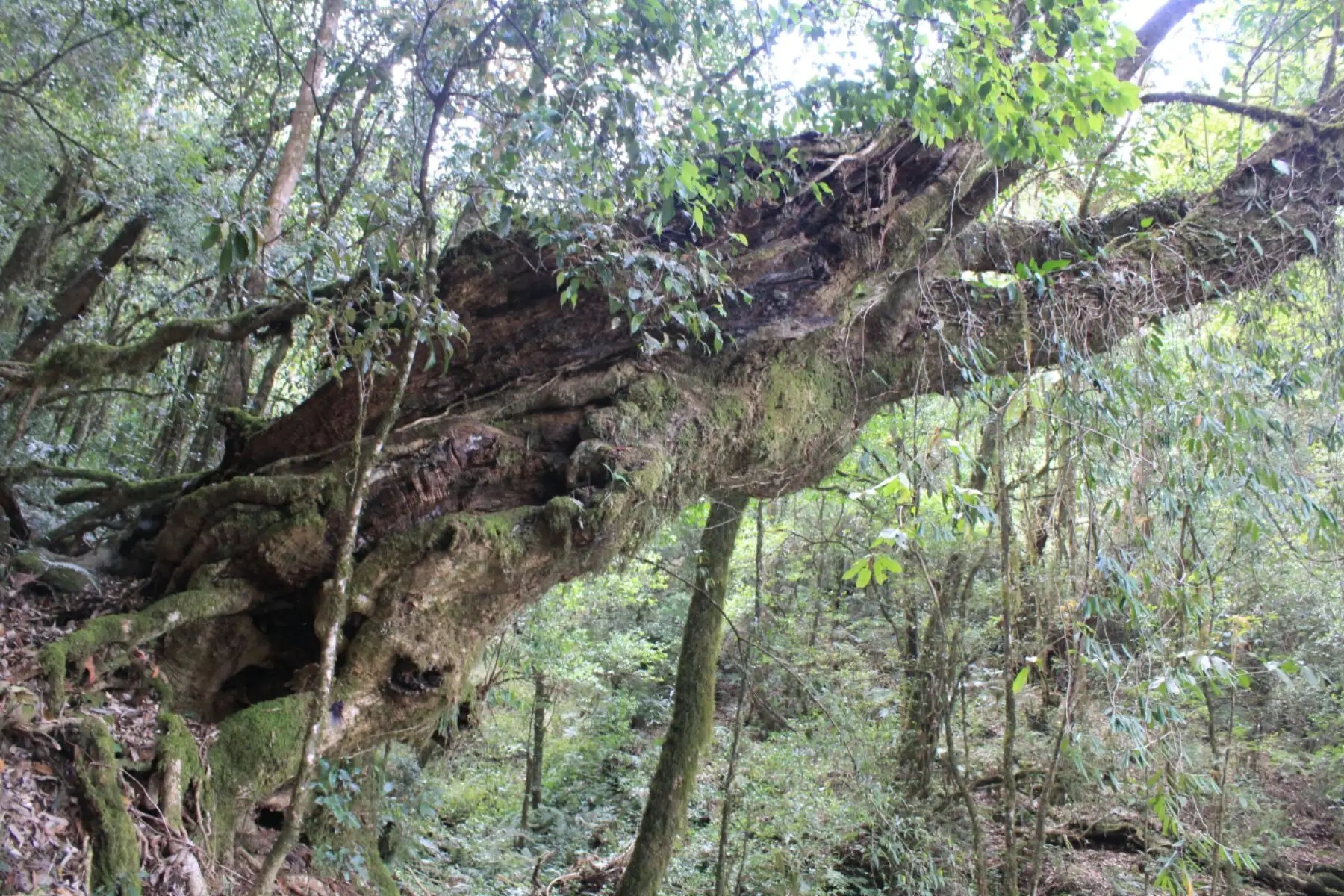 2023年大雪山古樹春茶口感怎么樣？