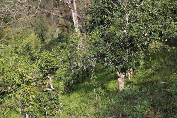 2023年大雪山古樹春茶價格是多少？