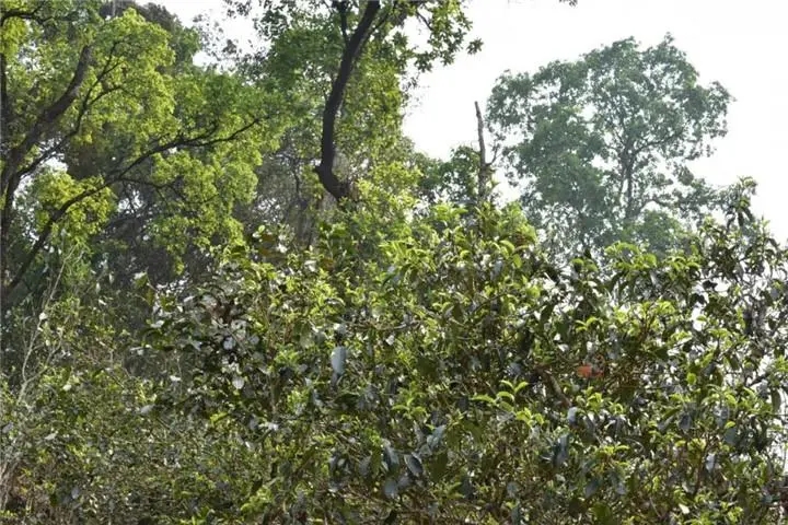 2023年大雪山古樹春茶多少錢一公斤？