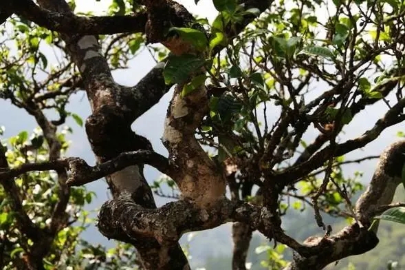 2023年忙肺古樹春茶價格是多少？