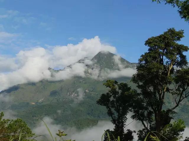 2023年忙肺古樹(shù)春茶多少一公斤？