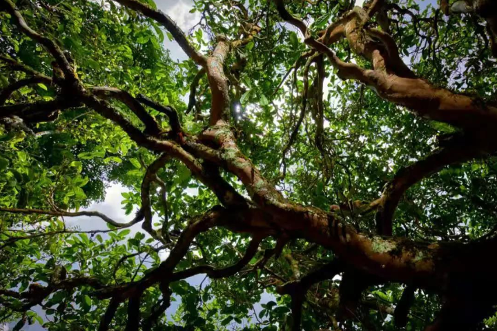 2023年那罕古樹春茶價格是多少？