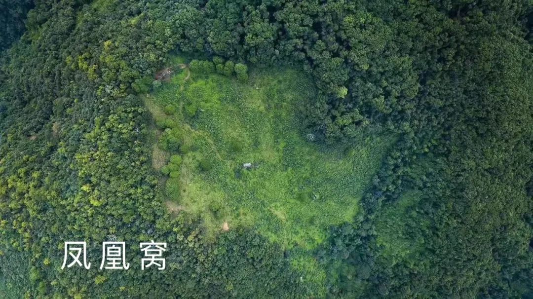 2023年鳳凰窩古樹(shù)春茶品質(zhì)如何？