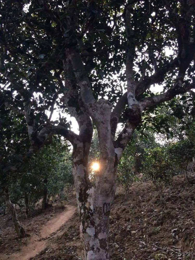 2023年小戶賽古樹春茶口感如何？