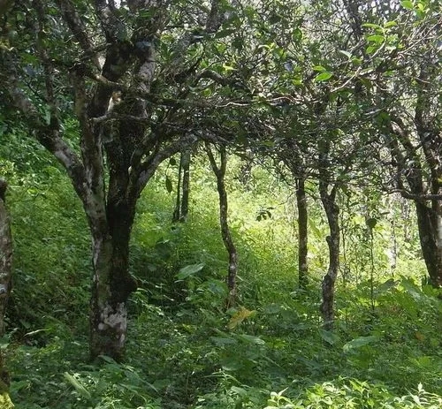 2023年小戶賽古樹春茶價格多少？