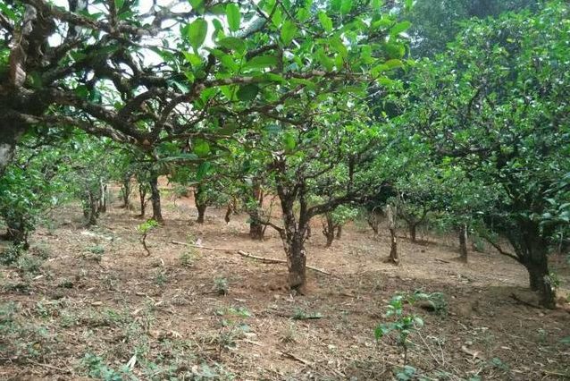 2023年小戶賽古樹春茶多少一公斤？