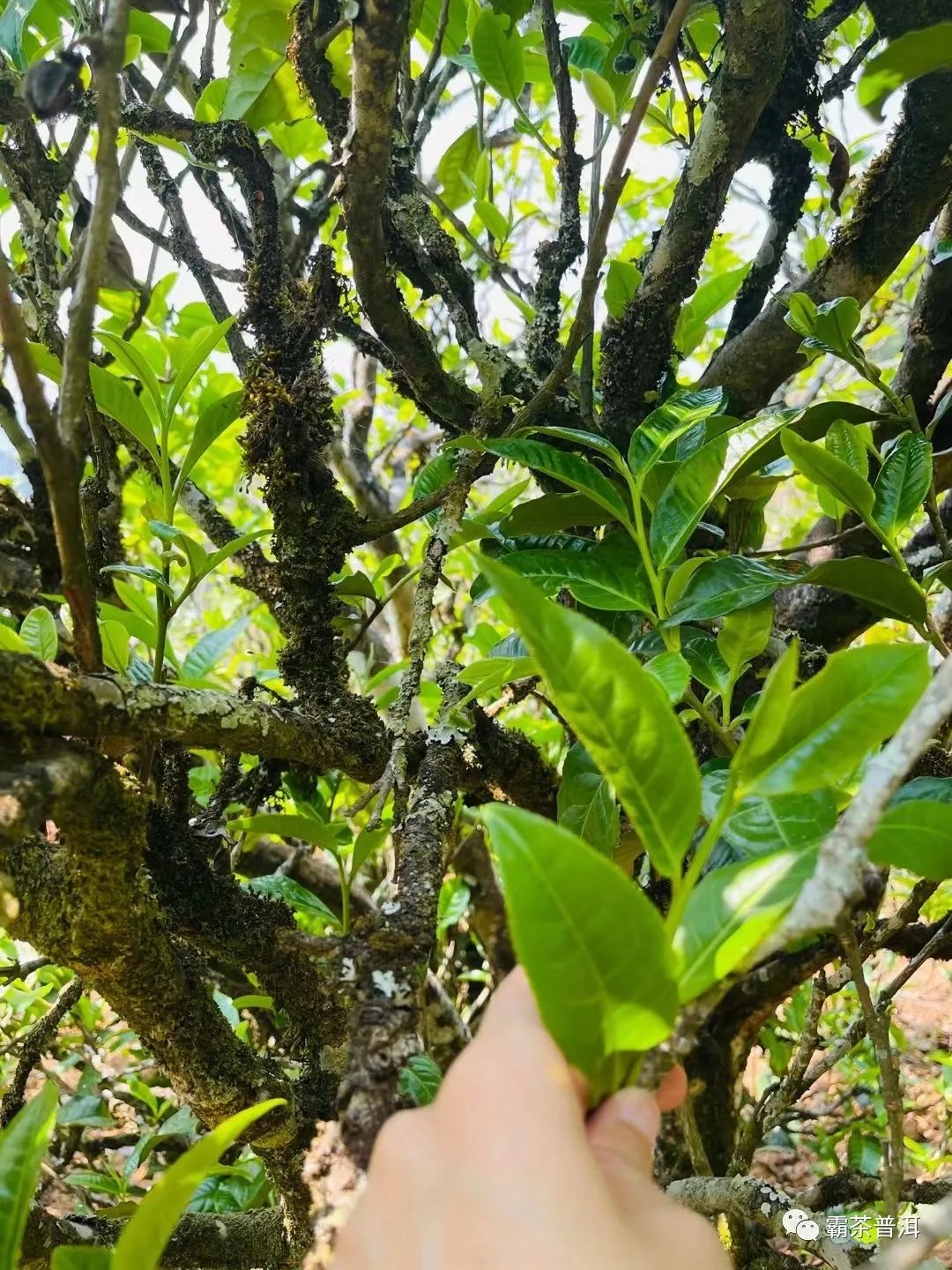 2023年正氣塘古樹春茶品質(zhì)如何？