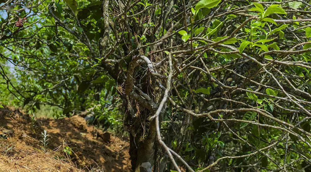 2023年正氣塘古樹春茶特點(diǎn)是什么？