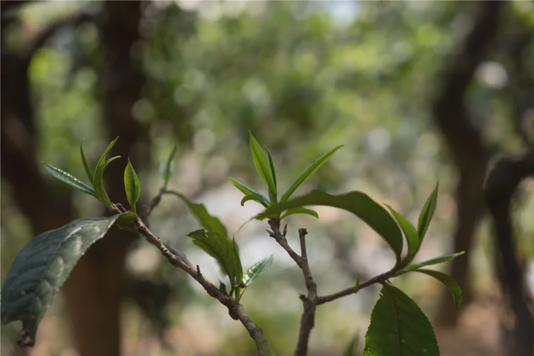 2023年壩糯古樹春茶品質(zhì)如何？