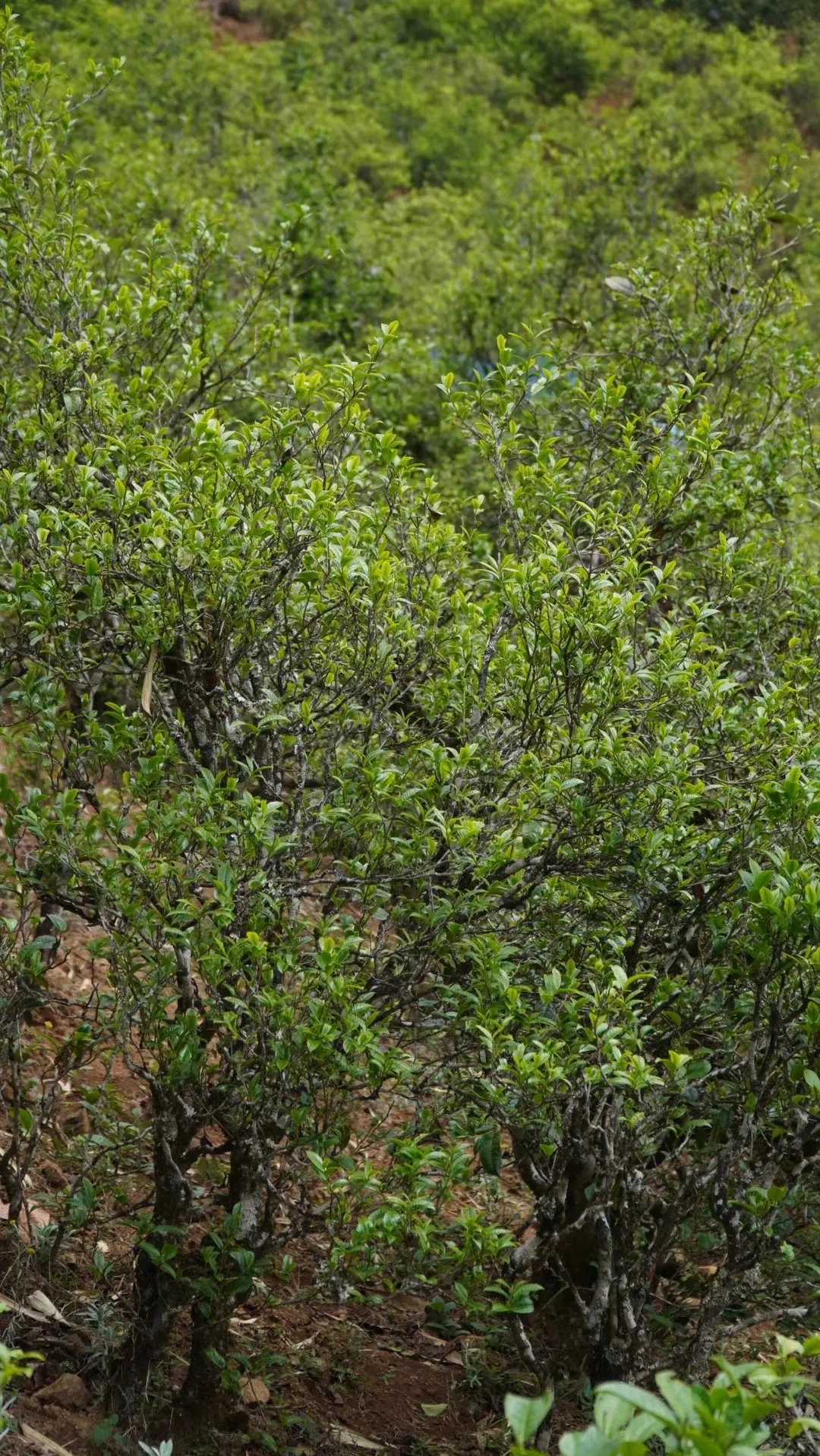 2023年壩糯古樹春茶特點是什么？