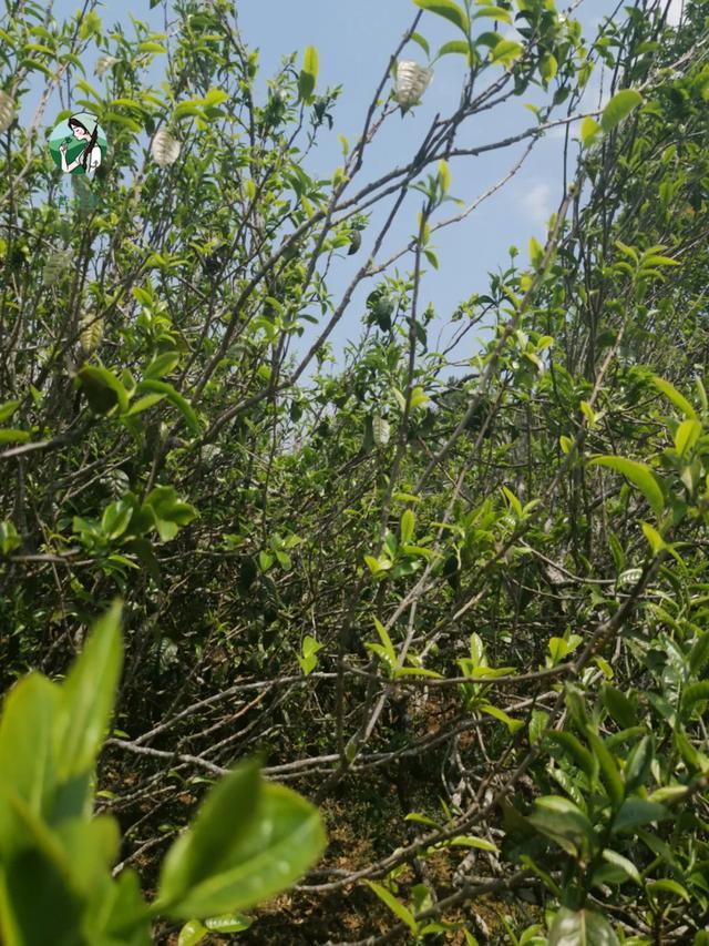 2023年壩糯古樹春茶價格是多少？