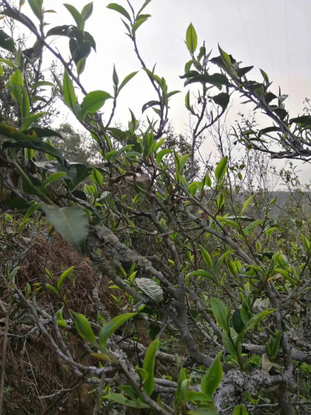 2023年壩糯古樹春茶多少一公斤？