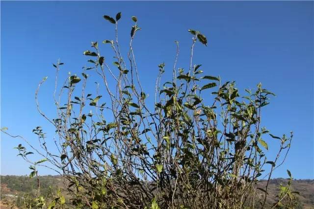 2023年那蕉古樹春茶品質(zhì)如何？