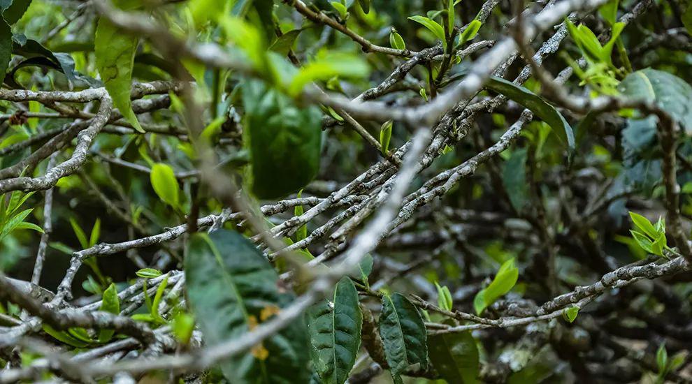 2023年那蕉古樹春茶多少一公斤？