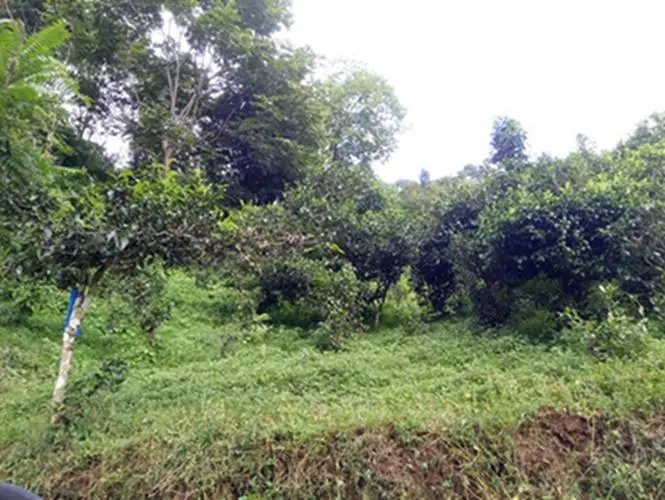 2023年南迫古樹春茶品質(zhì)怎么樣？