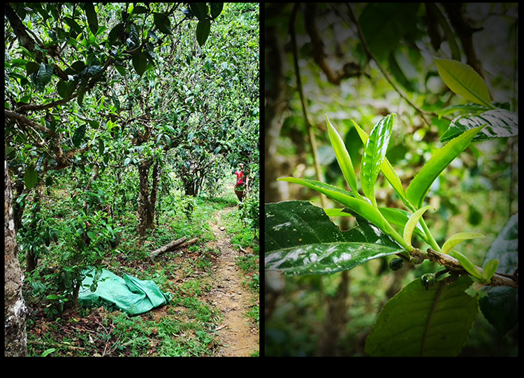 2023年南迫古樹春茶特點是什么？