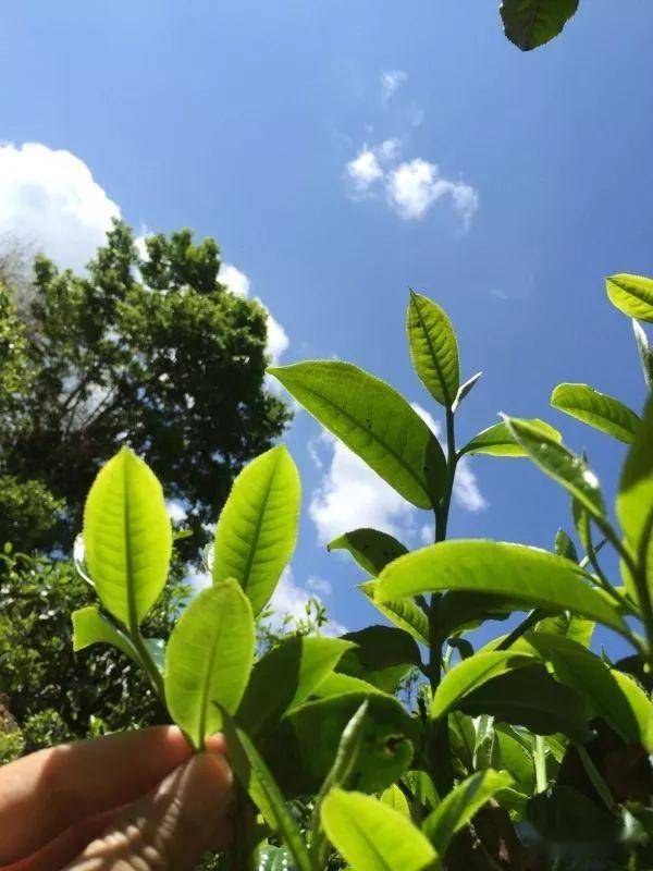 2023年南迫古樹春茶價格是多少？