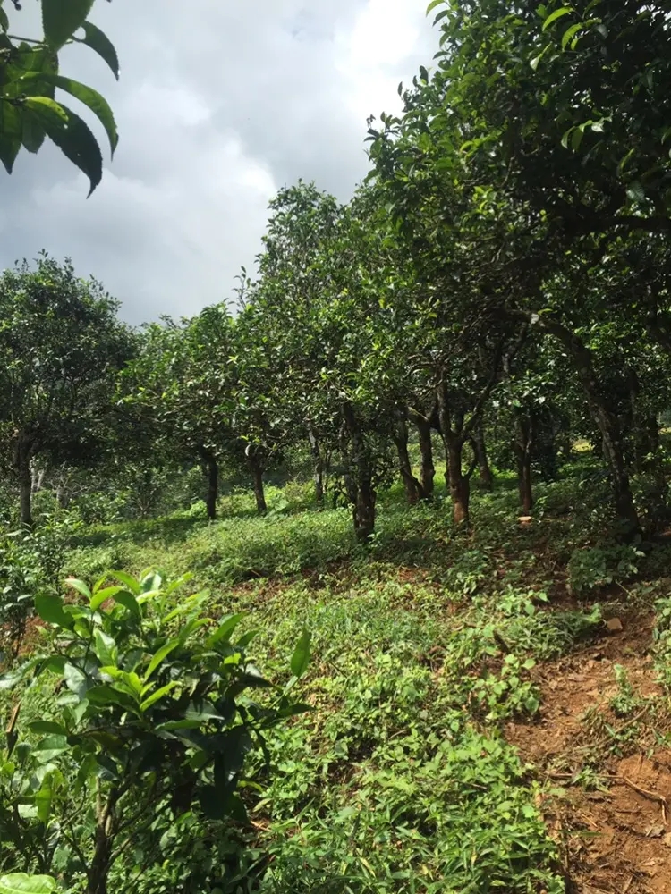 2023年地界古樹春茶特點(diǎn)是什么？