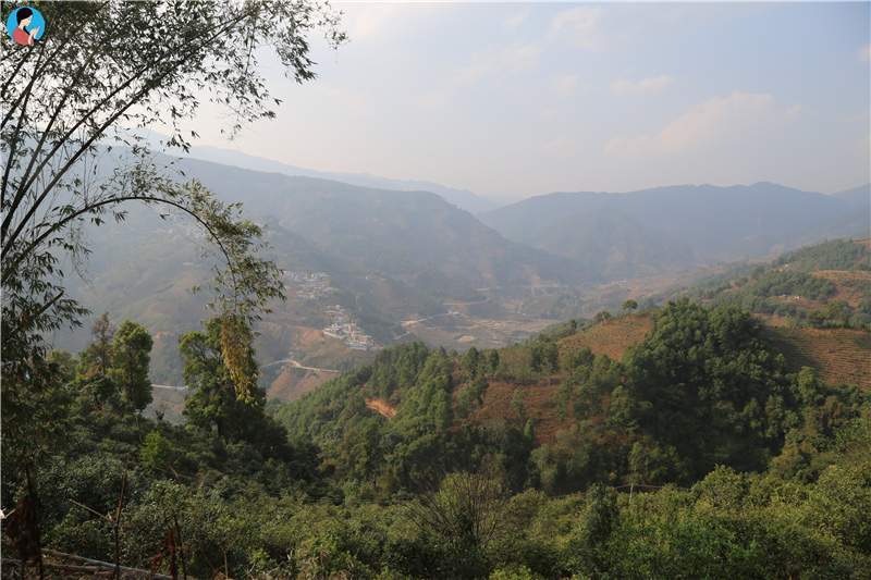 2023年壩歪古樹(shù)春茶品質(zhì)如何？