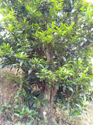 2023年壩歪古樹(shù)春茶口感怎么樣？