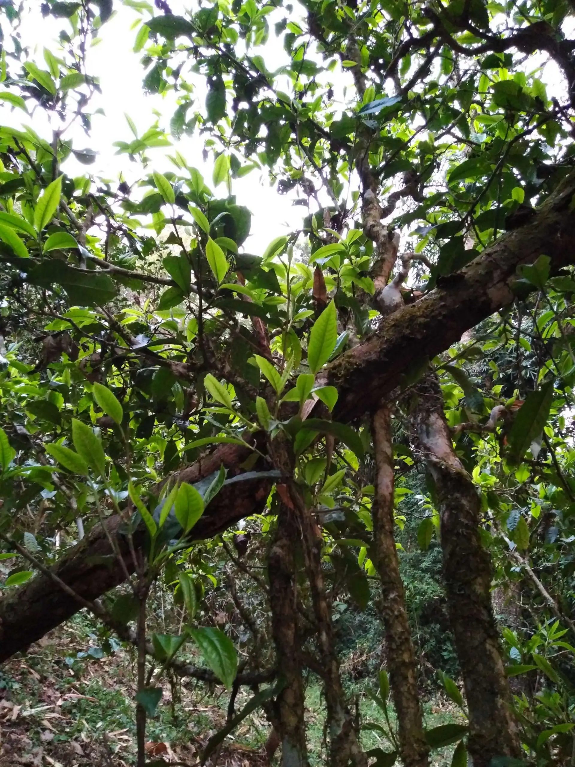 2023年糯伍古樹春茶品質(zhì)如何？