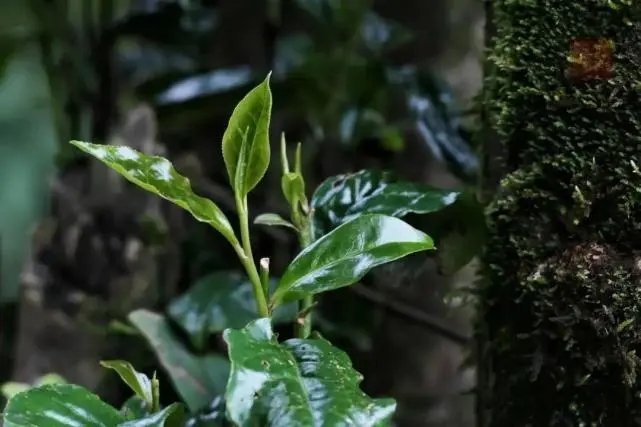 2023年薄荷塘古樹春茶品質(zhì)怎么樣？