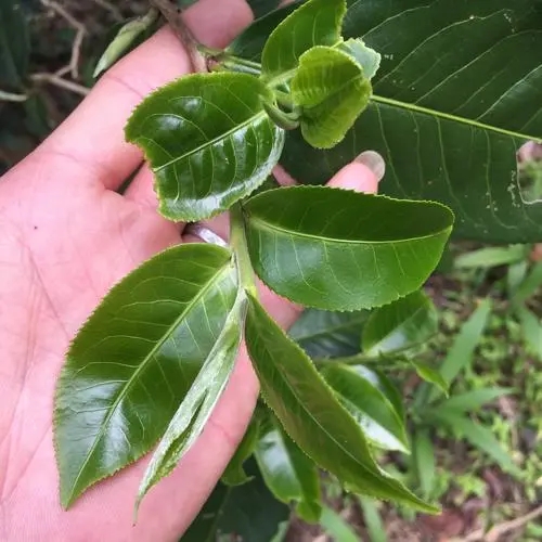 2023年薄荷塘古樹春茶口感如何？